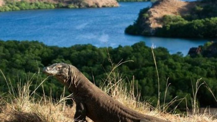 Taman Nasional Indonesia yang Masuk Situs Warisan UNESCO